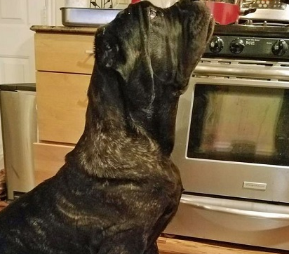 马鲁索斯犬短毛中型犬