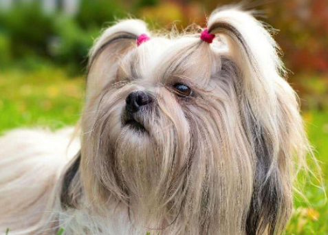 母犬名字高级大气 母犬名字高级大气