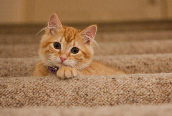 迷你世界猫咪怎么获得 迷你世界猫咪怎么获得