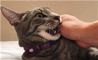 猫咬伤狂犬病几率