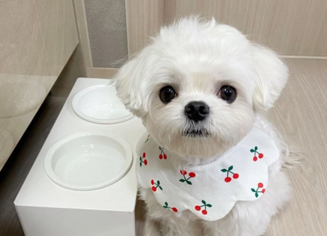 蜡笔小新家的狗是什么品种的狗 蜡笔小新家的狗是什么品种的狗