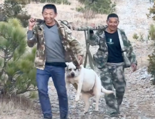 带狗爬山它实在走不动了,请了两位大叔将它抬下山 带狗爬山它实在走不动了,请了两位大叔将它抬下山