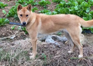 广西土猎犬和土狗区别 广西土猎犬和土狗区别