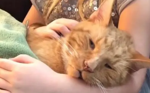 猫咪即将离世，小女孩抱着它温柔的唱歌：你不知道我有多爱你