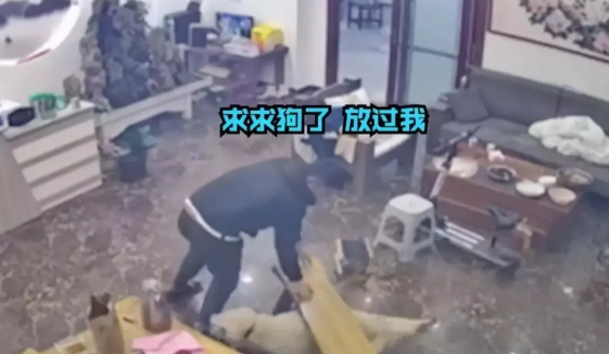 山东一男子被狗狂追围着凳子转圈圈:我不怕狗,就是不想让它舔我