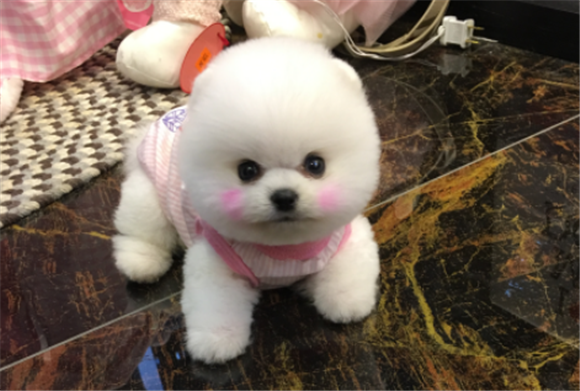 茶杯俊介犬长大后的样子