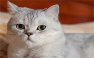 猫羊水破了第二天才生