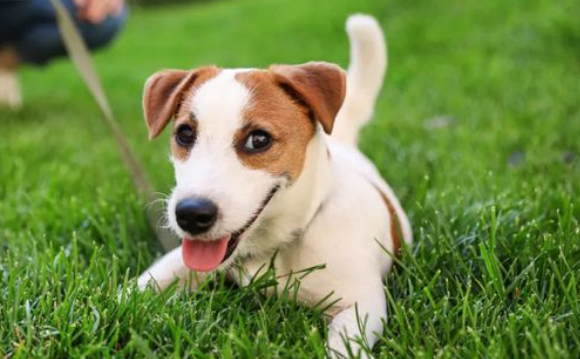 人面狗人面犬又称为人类狗