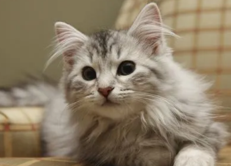 猫突然打你一下是为什么