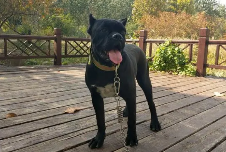黑豹犬市场价多少钱一只