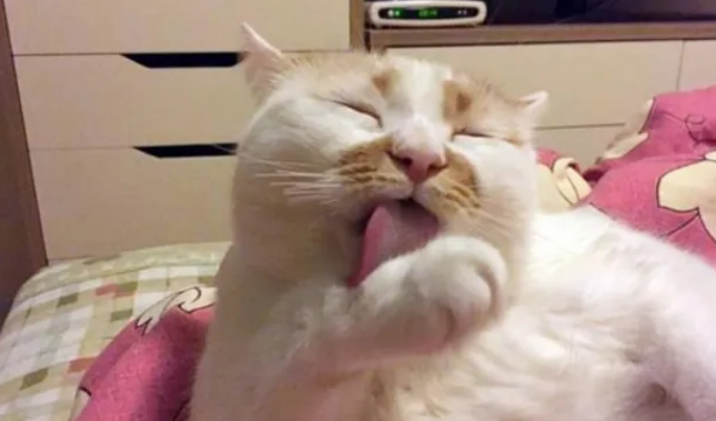 猫咪能听懂自己的名字吗？科学实验告诉你答案！