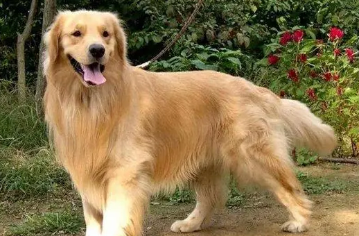 狗狗误食老鼠药怎么办