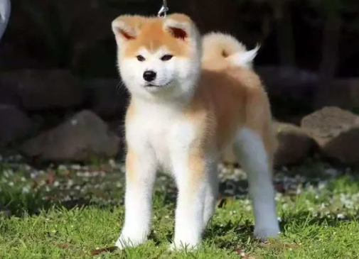 日本本土犬种狗叫什么 日本本土犬种狗叫什么