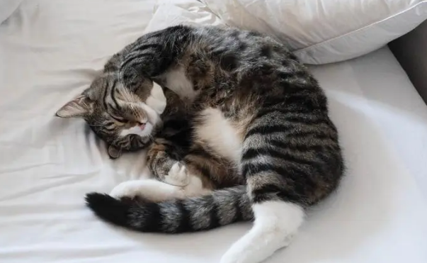 猫睡觉甩尾巴什么意思