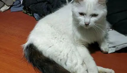 母猫发情带回“上门女婿”,主人一看乐了:这是名猫啊 母猫发情带回“上门女婿”,主人一看乐了:这是名猫啊