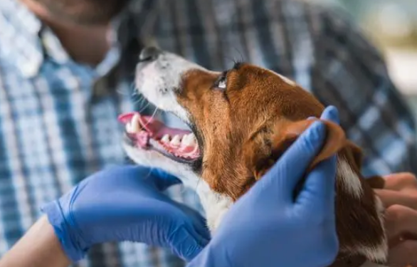 养犬科普——传染性呼吸道疾病犬窝咳 养犬科普——传染性呼吸道疾病犬窝咳