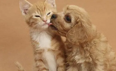 狗狗为什么老是舔猫猫 狗狗为什么老是舔猫猫