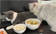猫特别馋总想吃人饭咋办