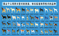 北京可以养的大型犬名单