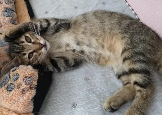 雀猫为什么粘人-宠物网