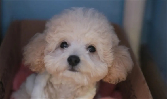纯种贵宾犬和泰迪哪个好 纯种贵宾犬和泰迪哪个好