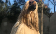 〖阿富汗猎犬〗追溯原始之美