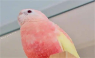 粉色秋草鹦鹉好养吗