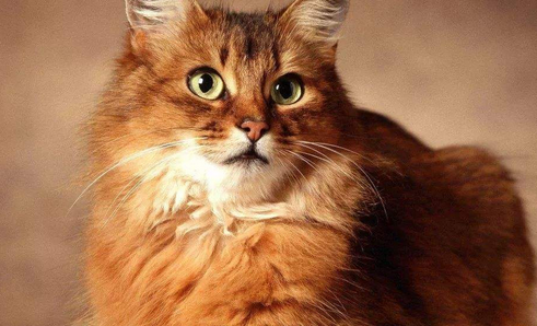 猫突然全身抽搐然后没事 猫突然全身抽搐然后没事