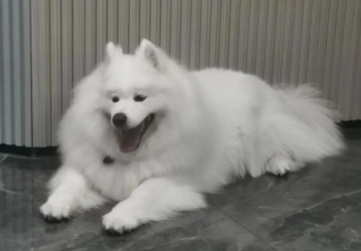 萨摩成犬有80斤吗