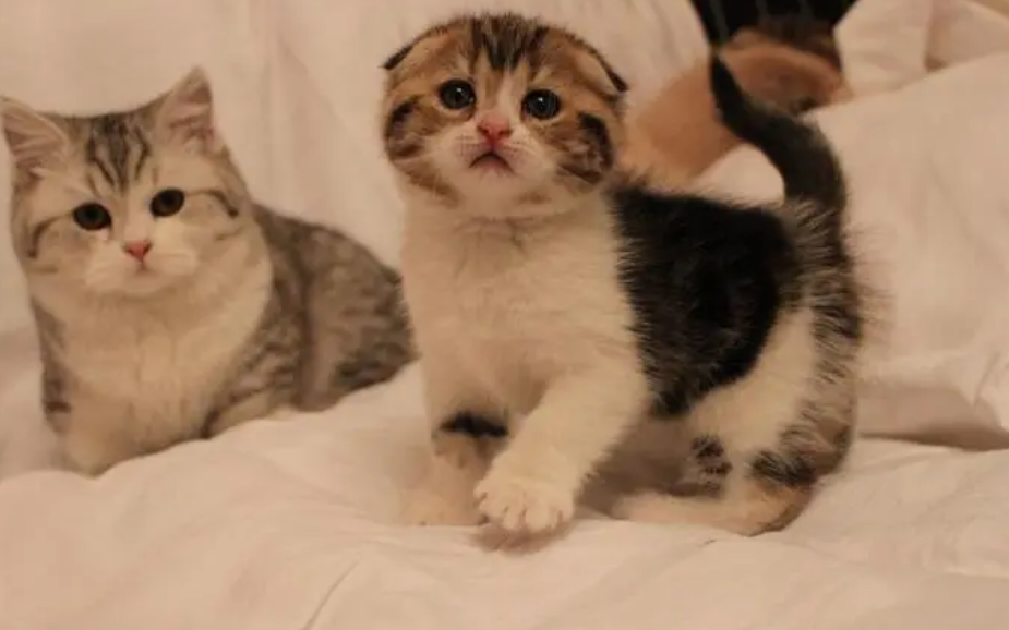 16岁推荐养猫吗