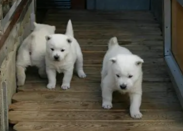 纪州犬是哪个国家的犬种