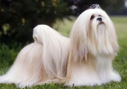 白毛拉萨犬多少钱一只啊