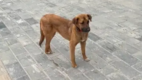 狗狗一只后脚踩在另一只后脚上，故作矜持吗？狗：尿急，厕所在哪