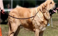 世界最大型犬排名