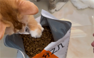 几分之几猫粮味道如何