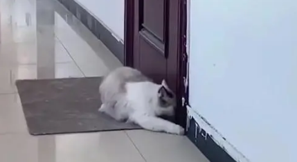 把猫放在门外会走吗