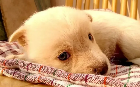 养犬科普——传染性呼吸道疾病犬窝咳 养犬科普——传染性呼吸道疾病犬窝咳