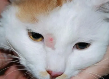 猫藓留下的黑色素沉淀多久退