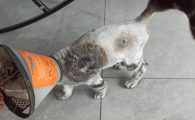 猫藓恢复过程图解