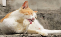 猫一边吃一边舔毛怎么回事