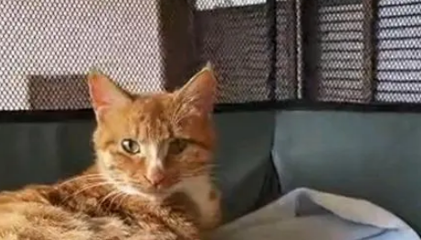 流浪橘猫挺着大肚子求助,男子将它引入卧室,一口气生下6只橘猫 流浪橘猫挺着大肚子求助,男子将它引入卧室,一口气生下6只橘猫