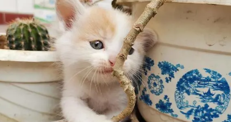 21天小猫崽会吃食吗