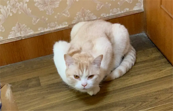 猫经常母鸡蹲正常吗