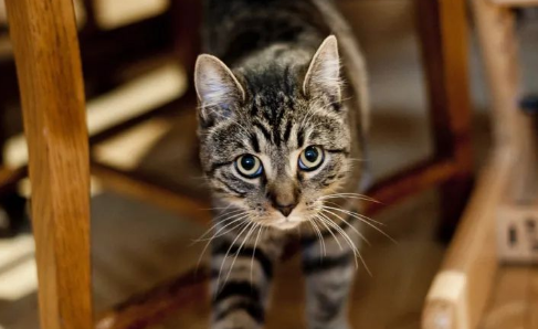 猫咪知道自己被遗弃了吗？