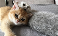 猫养一公一母风水好吗