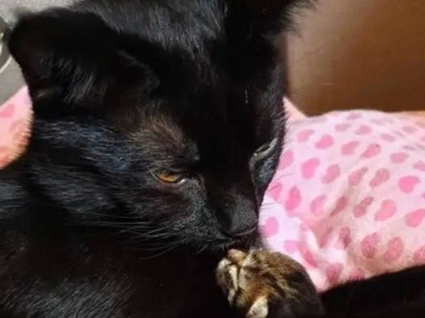 黑猫生的第一窝小猫没活,自己去外面找了一只小猫,把它当孩子养