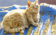 猫一个星期晒几次太阳