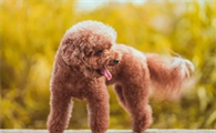 泰迪犬能活几年?12岁的泰迪算高寿吗?你绝对想不到结果竟是这样