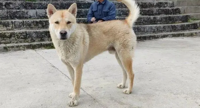 广西禁养犬名单
