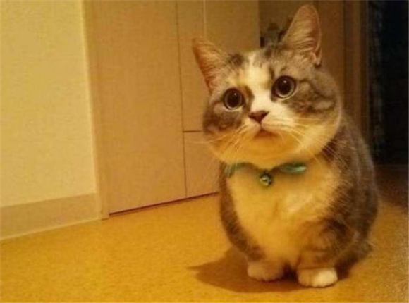 矮脚猫老了很痛苦吗